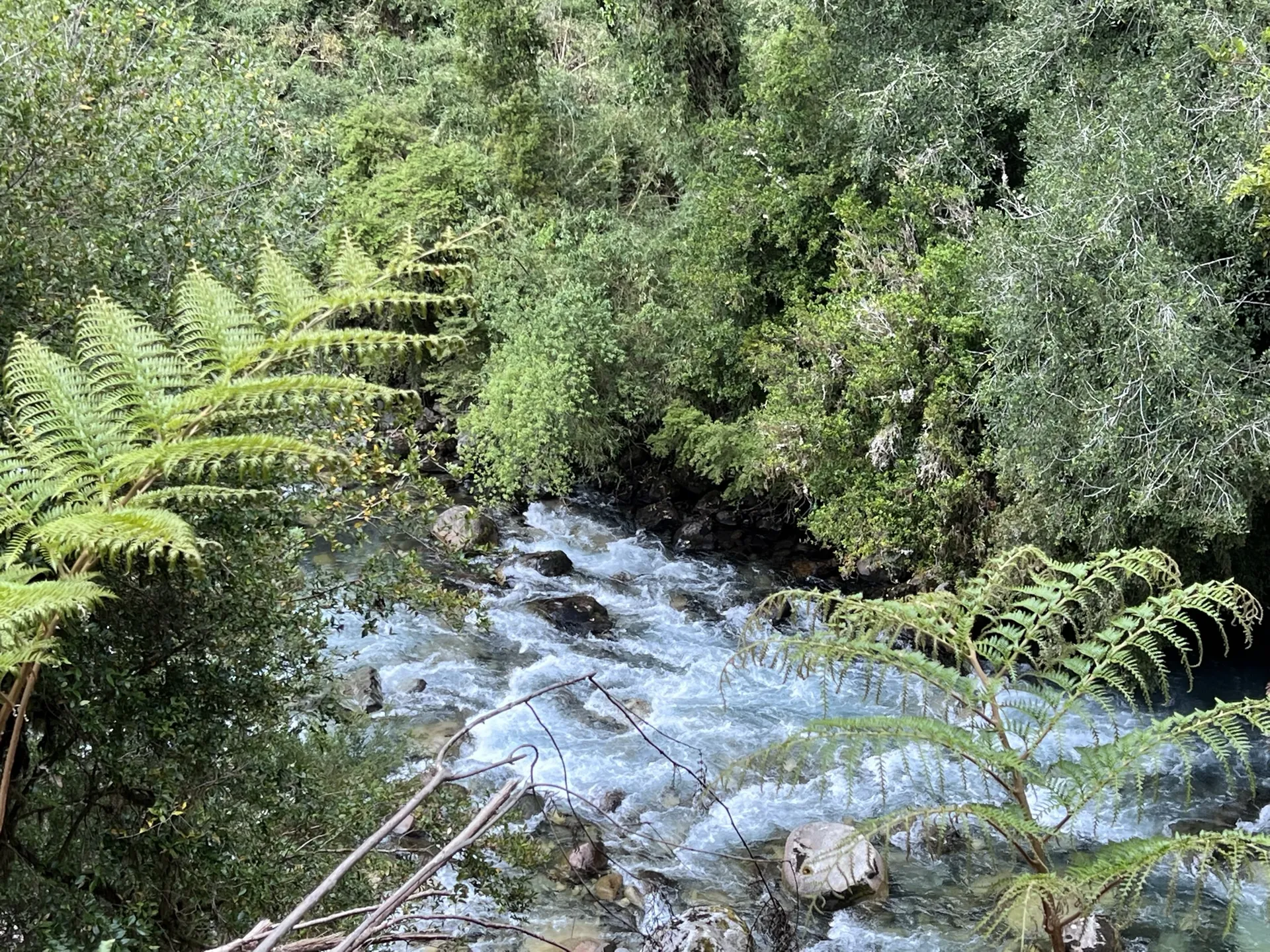 Travesía Selva Valdiviana